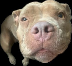 My dog Meme Template