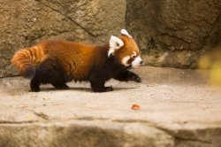 Red Panda Disgruntled Walk Meme Template