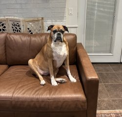 Ruby the judgemental boxer Meme Template