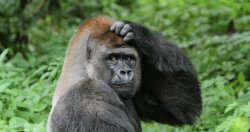 Confused monkey Meme Template