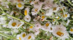 Wild Flowers Meme Template