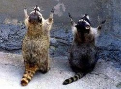 Prais3 Meme Template