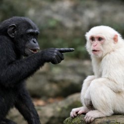 make a black monkey pointing at a white monkey Meme Template