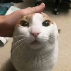 acariciando mi gato antes de Meme Template