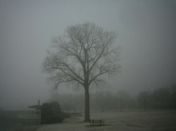 Tree Mirror Image Mode Meme Template