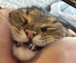 Squished cat Meme Template