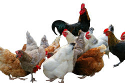 Chicken Meme Template