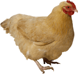 Orpington chicken Meme Template