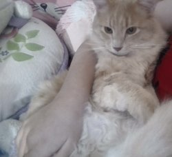 My irl cat<3 Meme Template