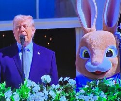 Trump bunny Meme Template