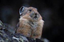 Suspicious Pika Meme Template