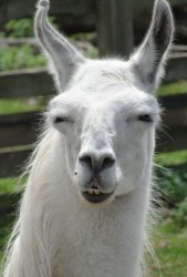 Drama llama Meme Template