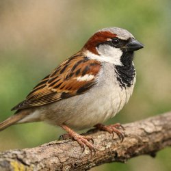 Sparrow bird Meme Template