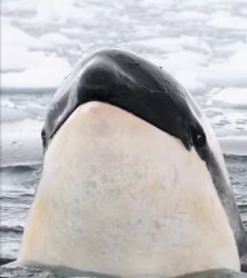 Killer eyes Meme Template