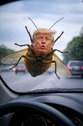 Trump bug on a windshield Meme Template