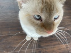 Cheze's Cat Meme Template