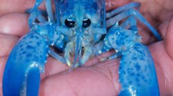 Blue Lobster Meme Template