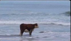 Cow at beach Meme Template