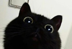 Black cat Meme Template