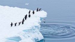 Penguins Lineage 2 Meme Template