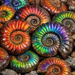Madagascar Natural Rainbow Ammonite fossils Meme Template