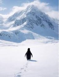 Nihilist Penguin Meme Template