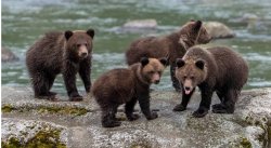 Four bears Meme Template