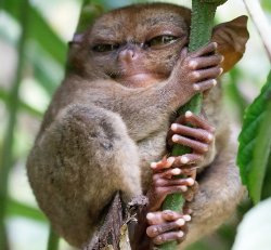 Angry monkey Meme Template