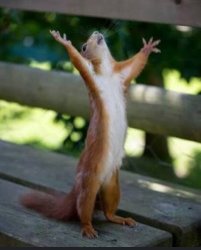 squirrel standing on its hind legs with its arms outstretched to Meme Template