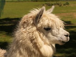 Annoyed Alpaka Meme Template