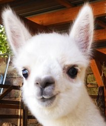 Dead inside Alpaka Meme Template