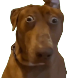 shocked dog Meme Template