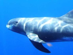 pygmy whale Meme Template