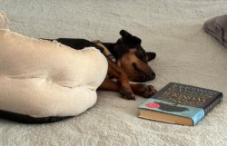 Dog sleeping and reading Meme Template