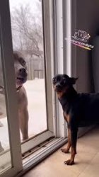 weak dog meme Meme Template