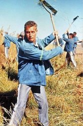 Shakin' the bush Boss Meme Template