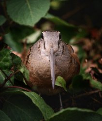 meep bird Meme Template