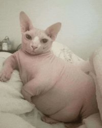 fat cat Meme Template