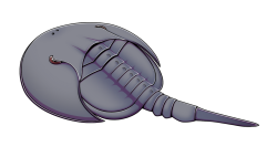 Lunataspis Meme Template