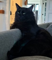 skeptical cat Meme Template