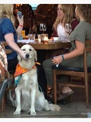 Dog muted Meme Template