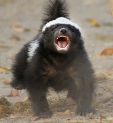 Honey Badger Meme Template