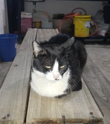 Gato ujier Meme Template