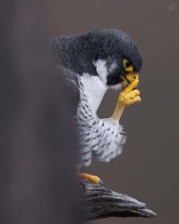 Thinky Bird Meme Template