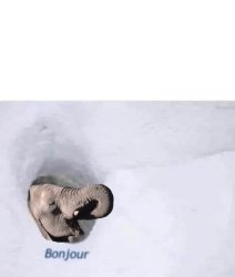 bonjour elephant Meme Template