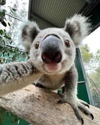 Koala "Hey you" Meme Template