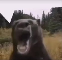 Bear Yell Meme Template