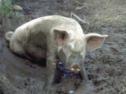 Pig in Mud Meme Template