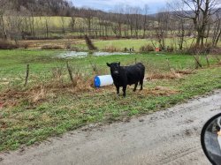 Cow on side of road Meme Template