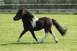 black pony white feet Meme Template